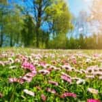 Spring Flowers