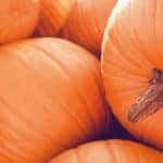 Pumpkin Patch