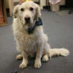 Happy 5th Birthday Brody