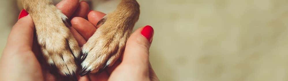 Top Places to Adopt a Pet in Louisville KY
