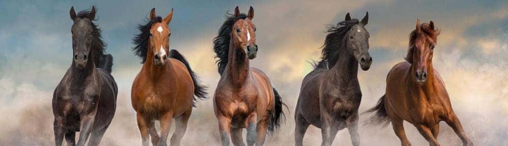 Horses-banner-2.jpg