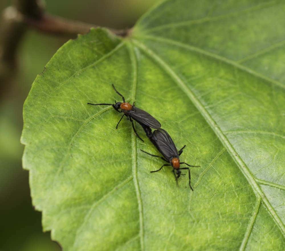 Hacks To Battle Lovebug Season Toyota Of Orlando