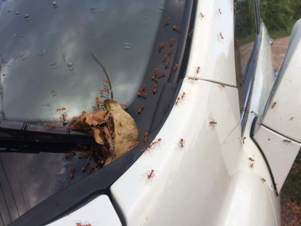 ants in my car after rain