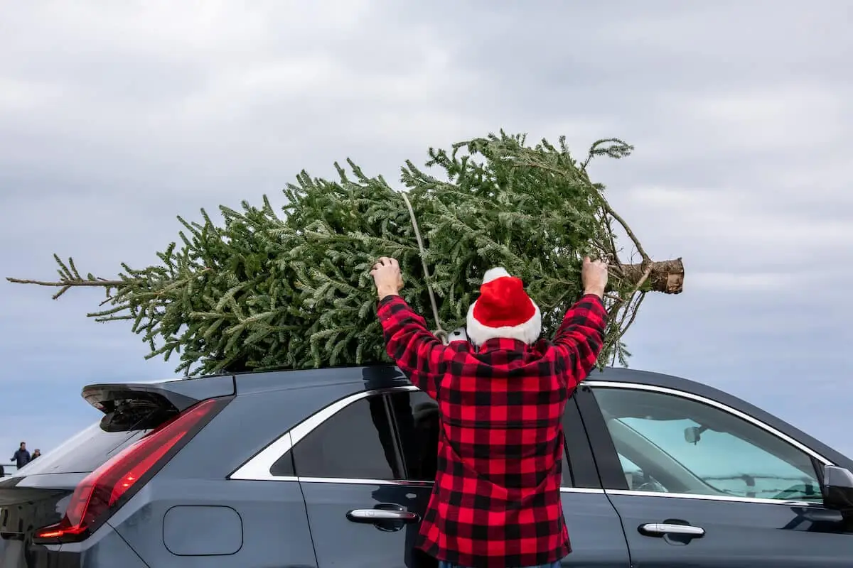 How to transport a Christmas tree Toyota of Orlando tips Toyota of