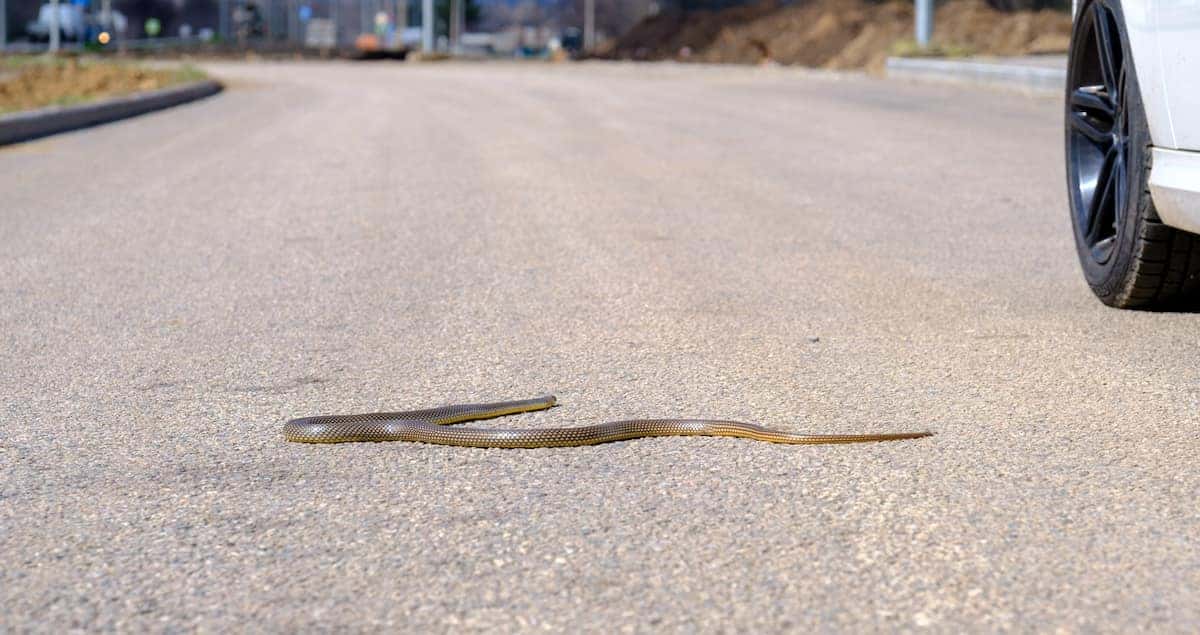 Should you really be worried about getting snakes in your car? Toyota of Orlando