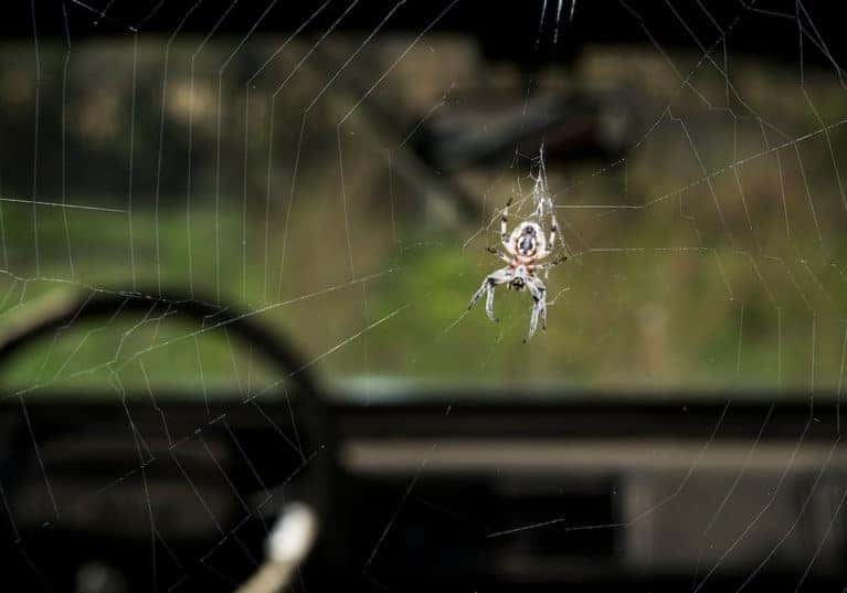 Toyota of Orlando explains how to get spiders out of your car Toyota