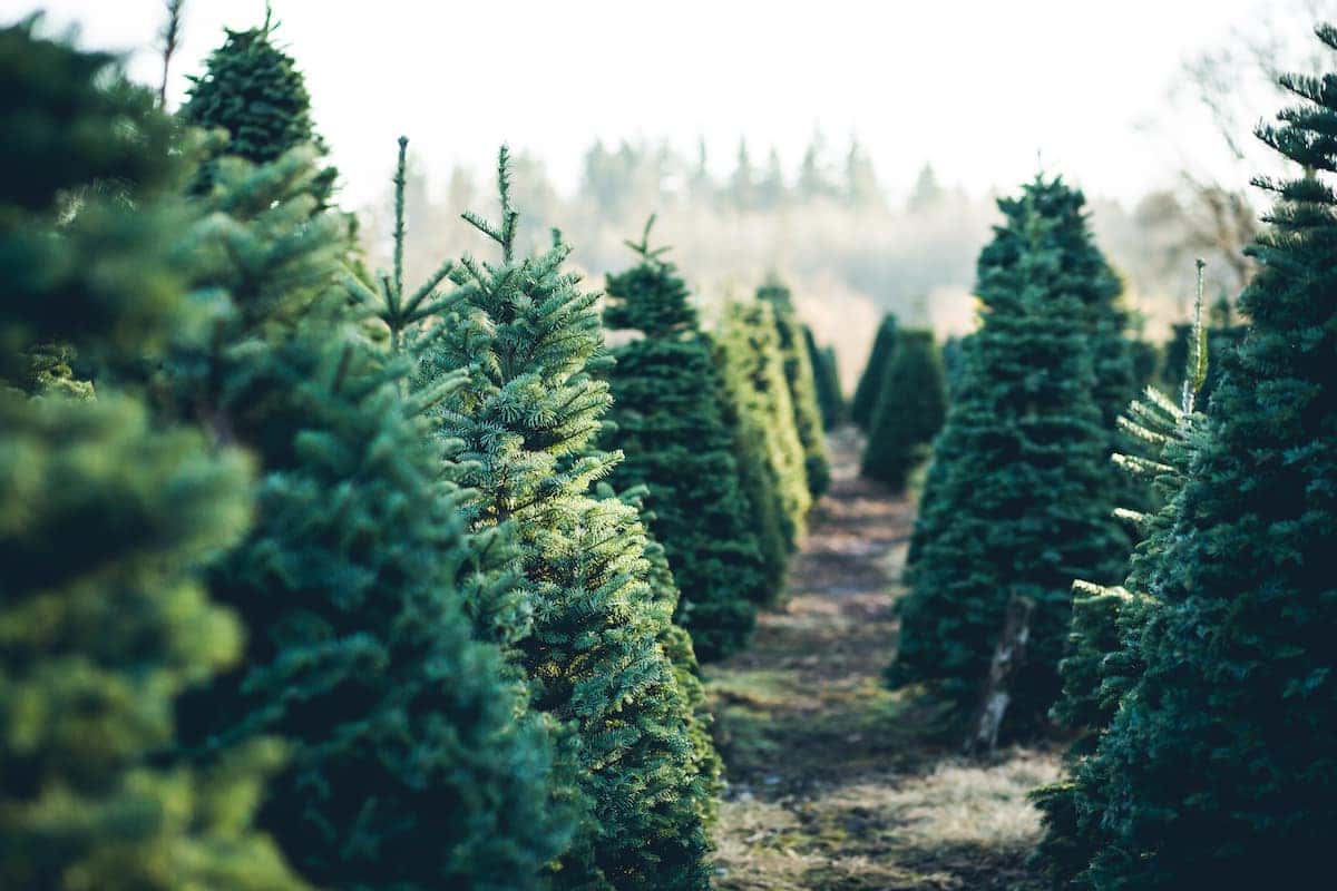 How to choose the best live Christmas tree in Orlando Toyota of Orlando