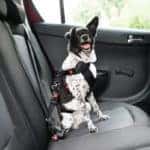 best cars for dogs
