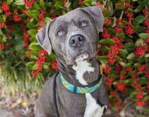 Shelter dog