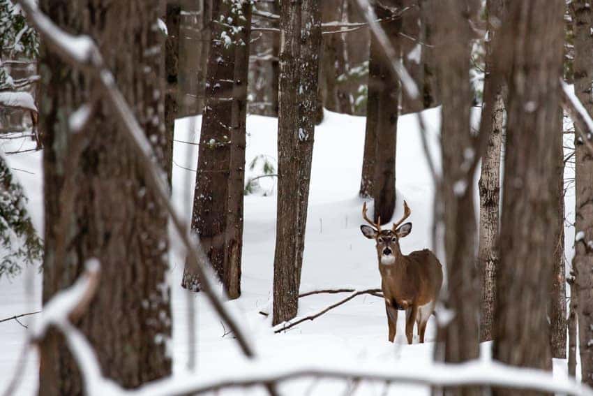 The Pros and Cons of Hunting with a Jeep Wrangler in Wisconsin: A Guide |  Wilde Chrysler Dodge Jeep Ram